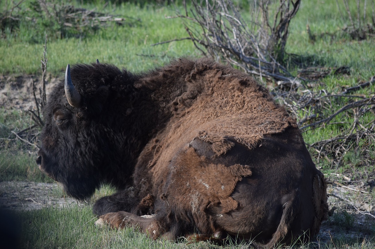 buffalo  bison  wildlife free photo