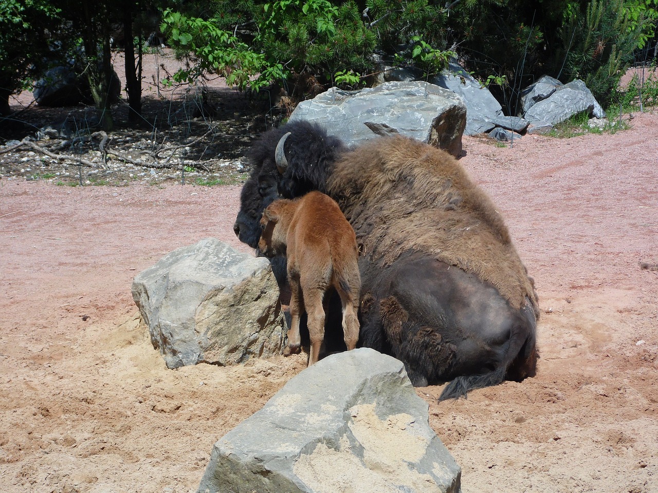 buffalo animal young animal free photo