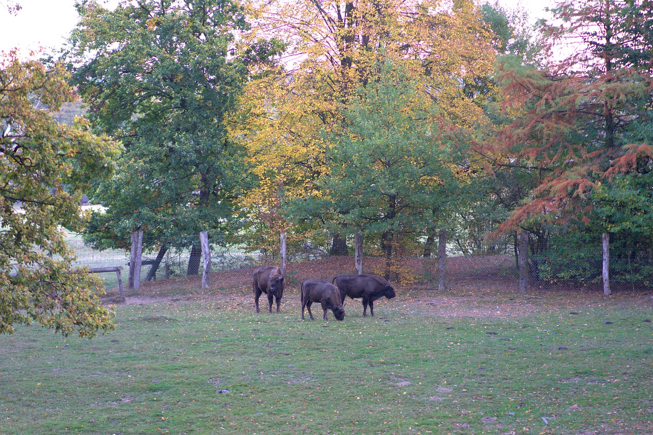 buffalo  forest  meadow free photo