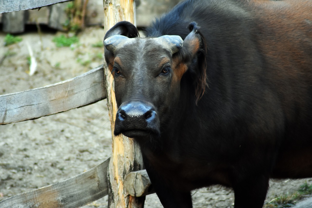 buffalo  animal  background free photo