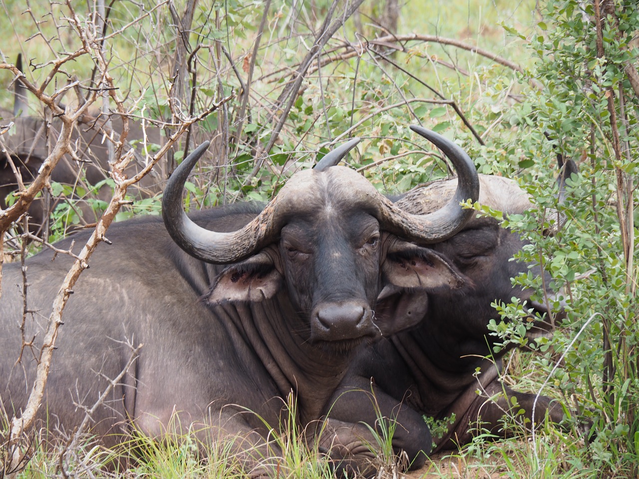 buffalo  africa  safari free photo