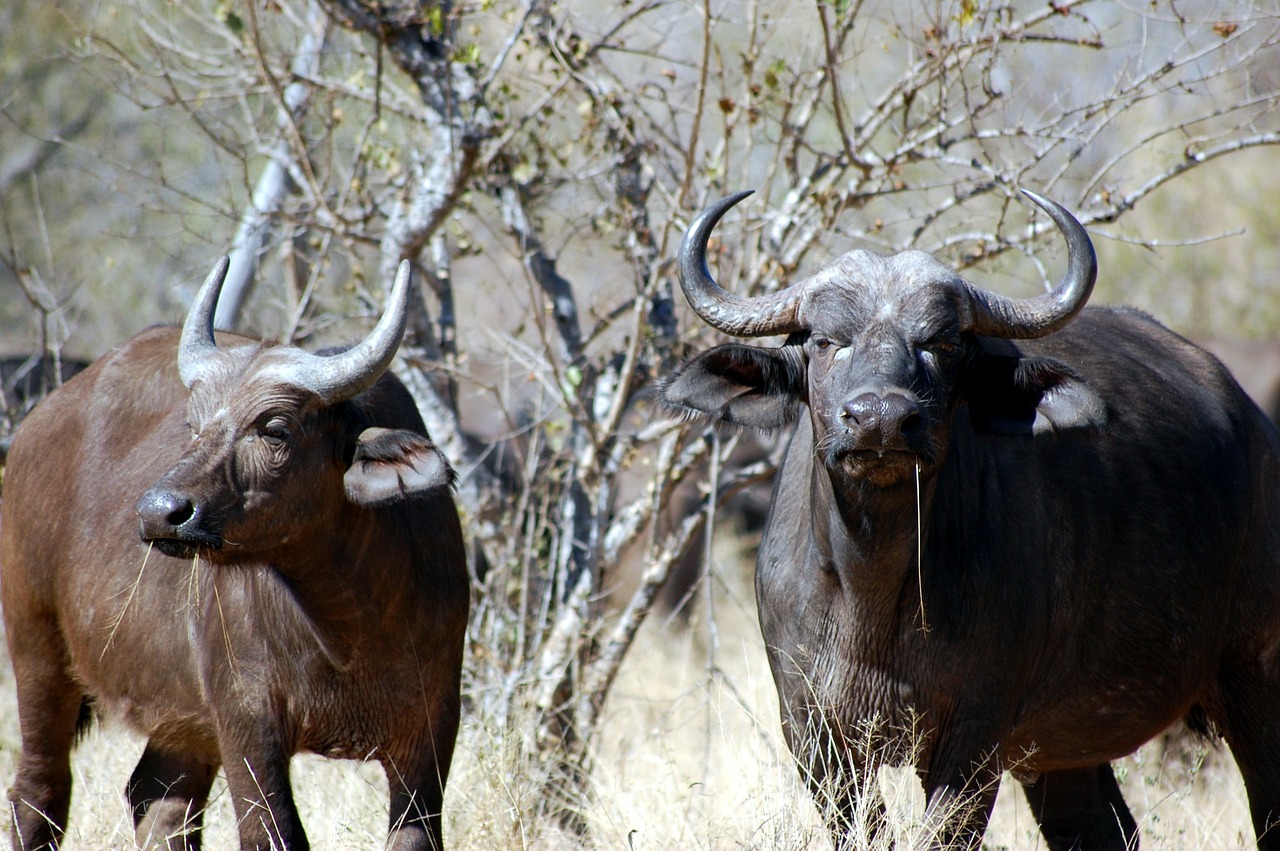 buffalo nature african free photo
