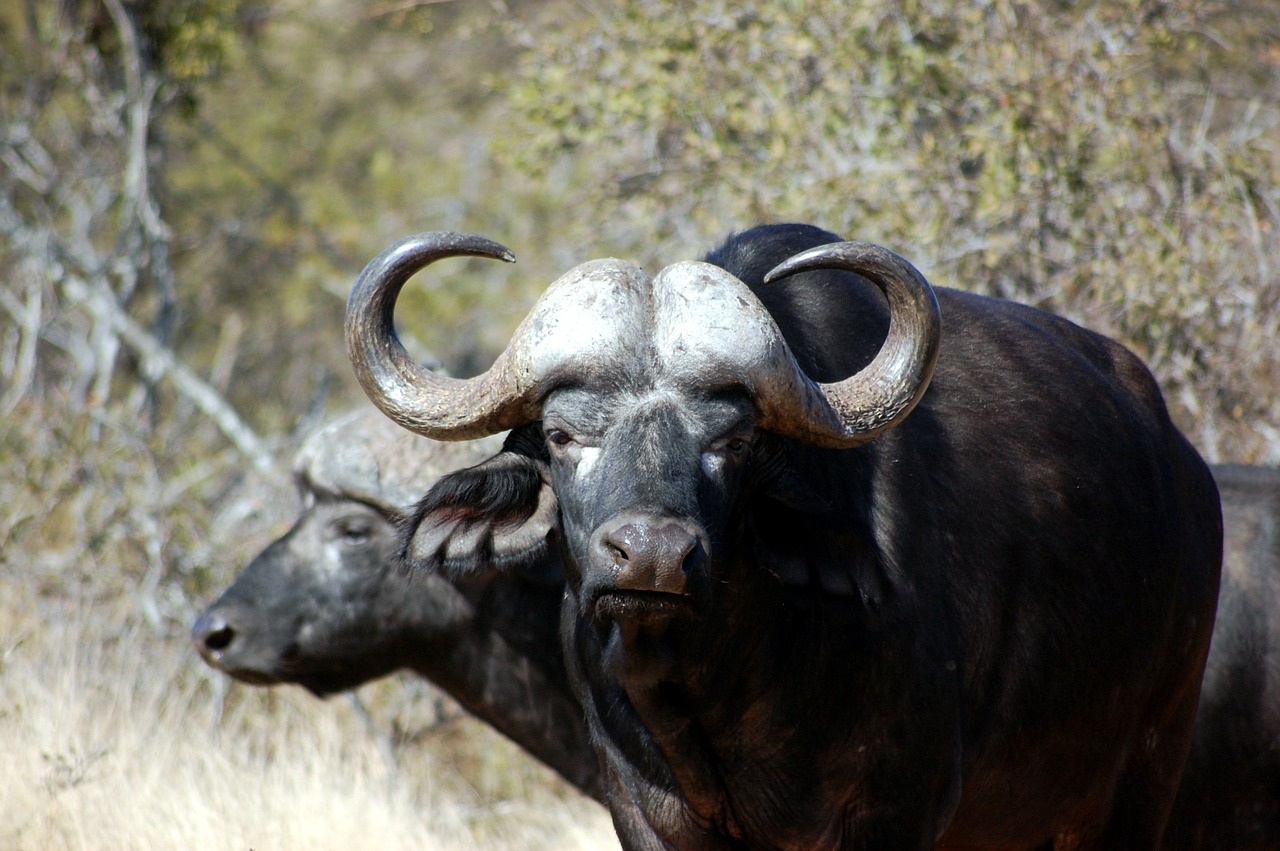 buffalo safari wild free photo