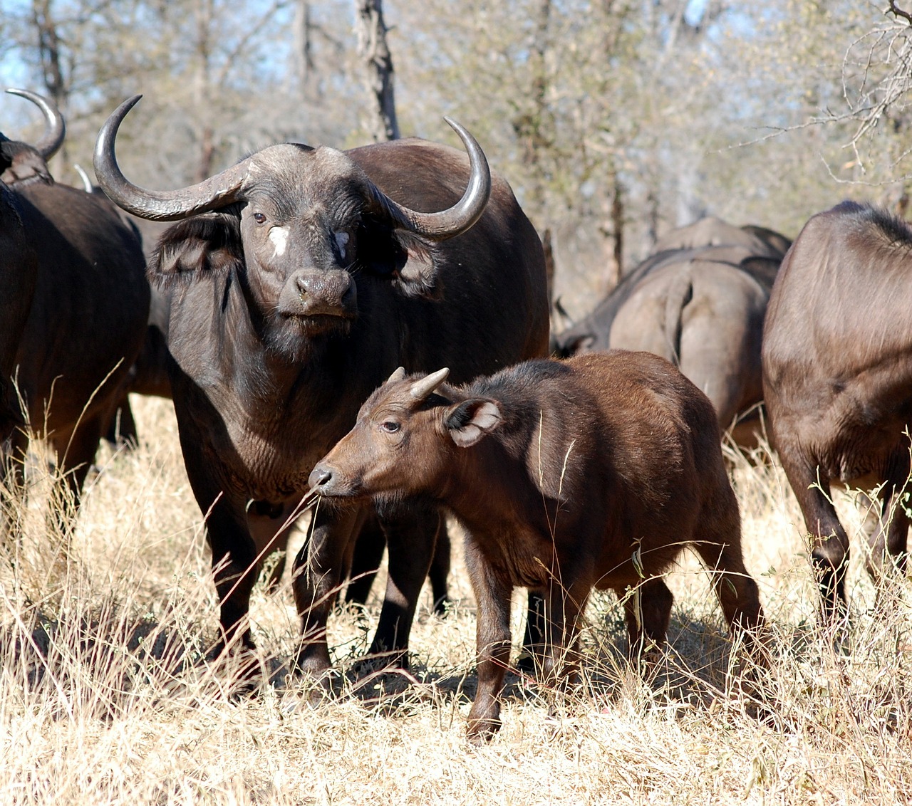 buffalo safari africa free photo
