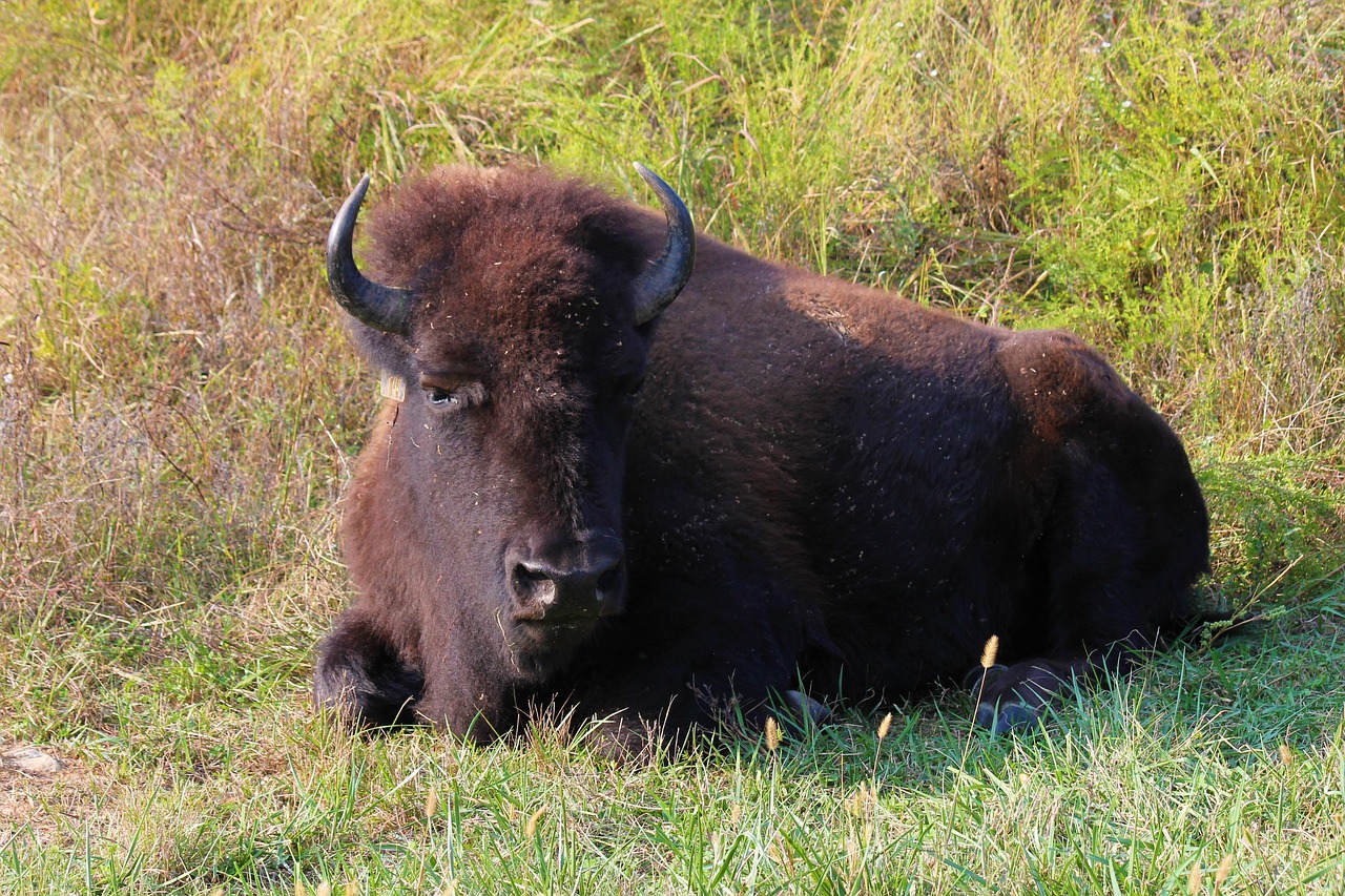 buffalo  bison  horns free photo