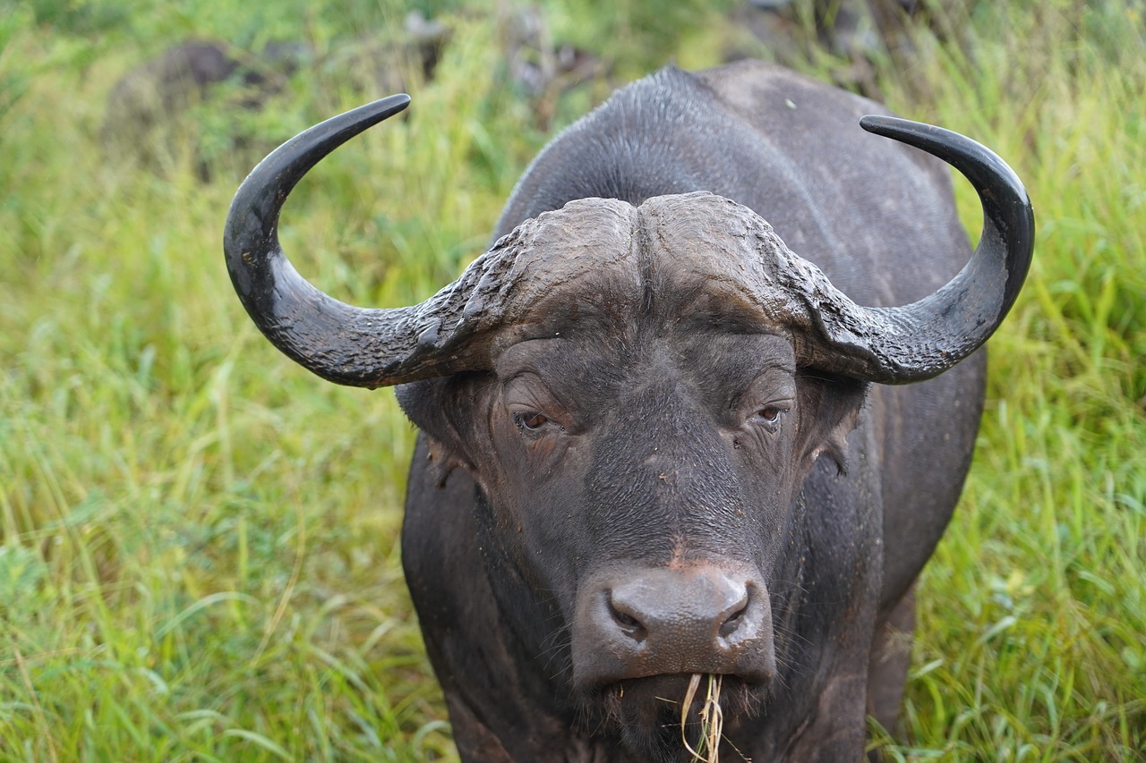 buffalo  africa  nature free photo