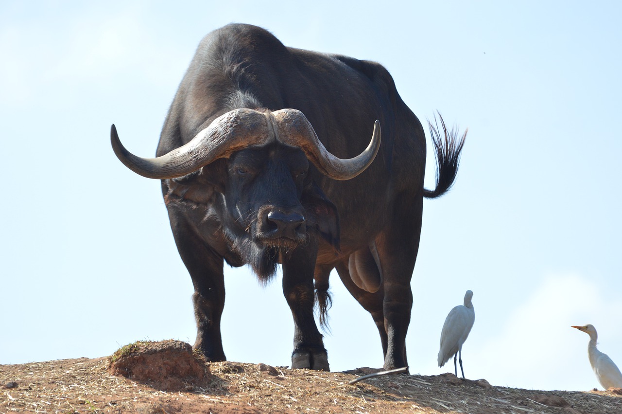 buffalo  herbivore  ruminant free photo