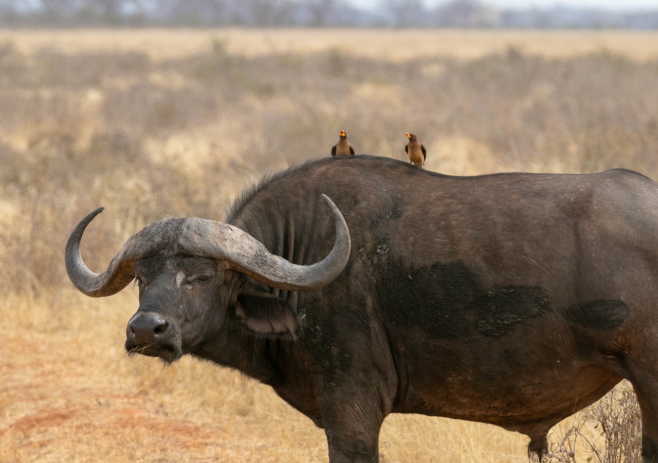 buffalo  africa  kenya free photo