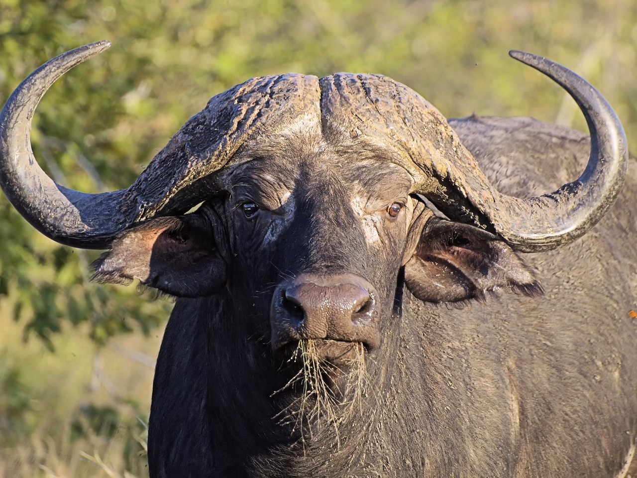 buffalo  head  horns free photo