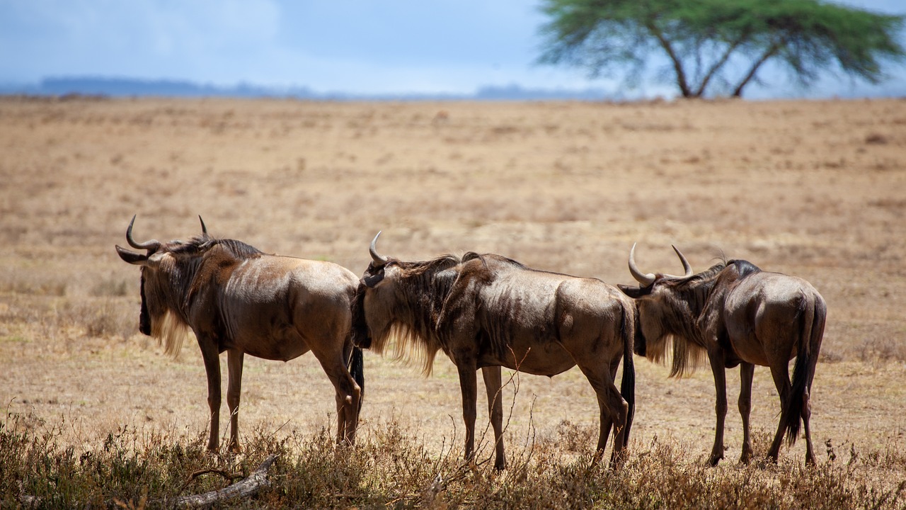 buffalo  savannah  africa free photo