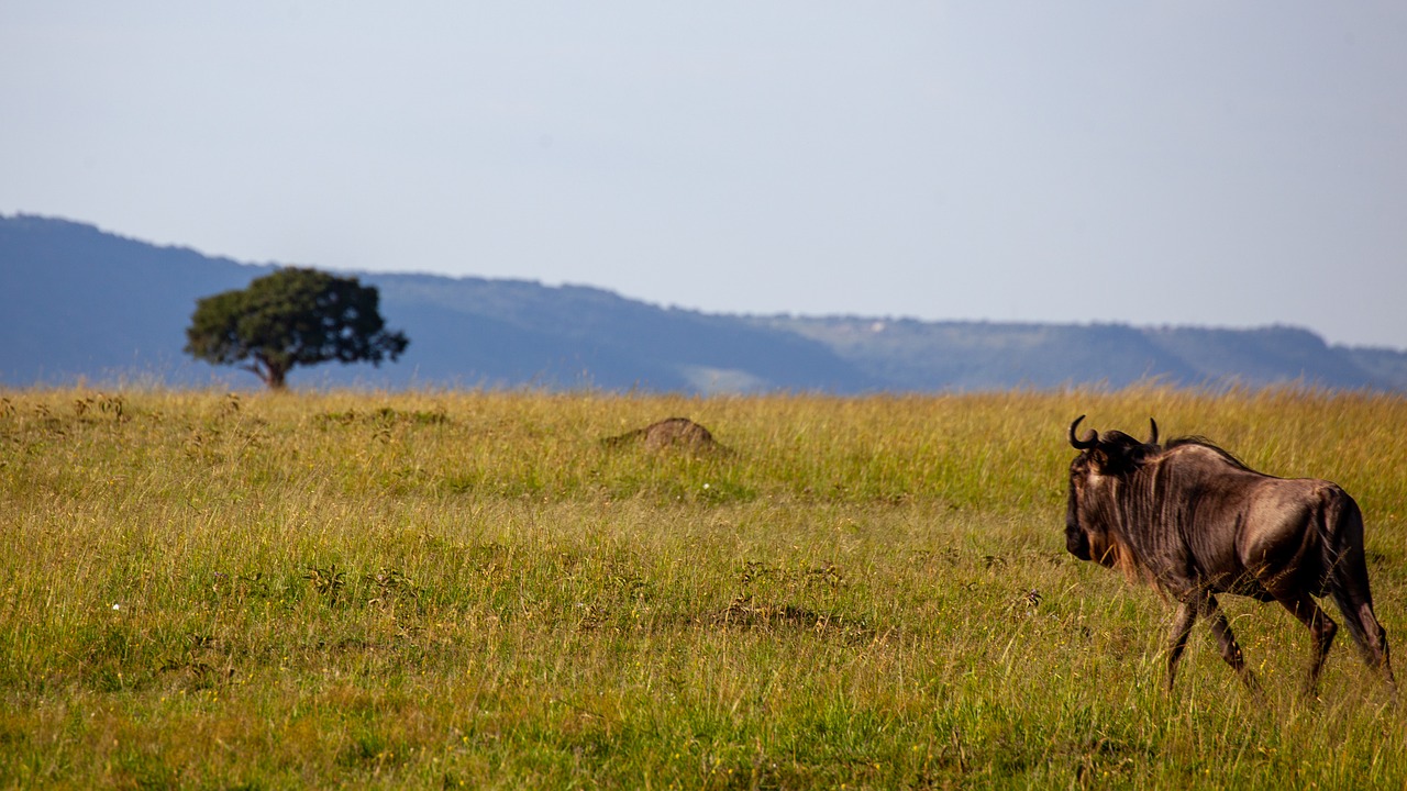 buffalo  the tree in the direction of  travel free photo