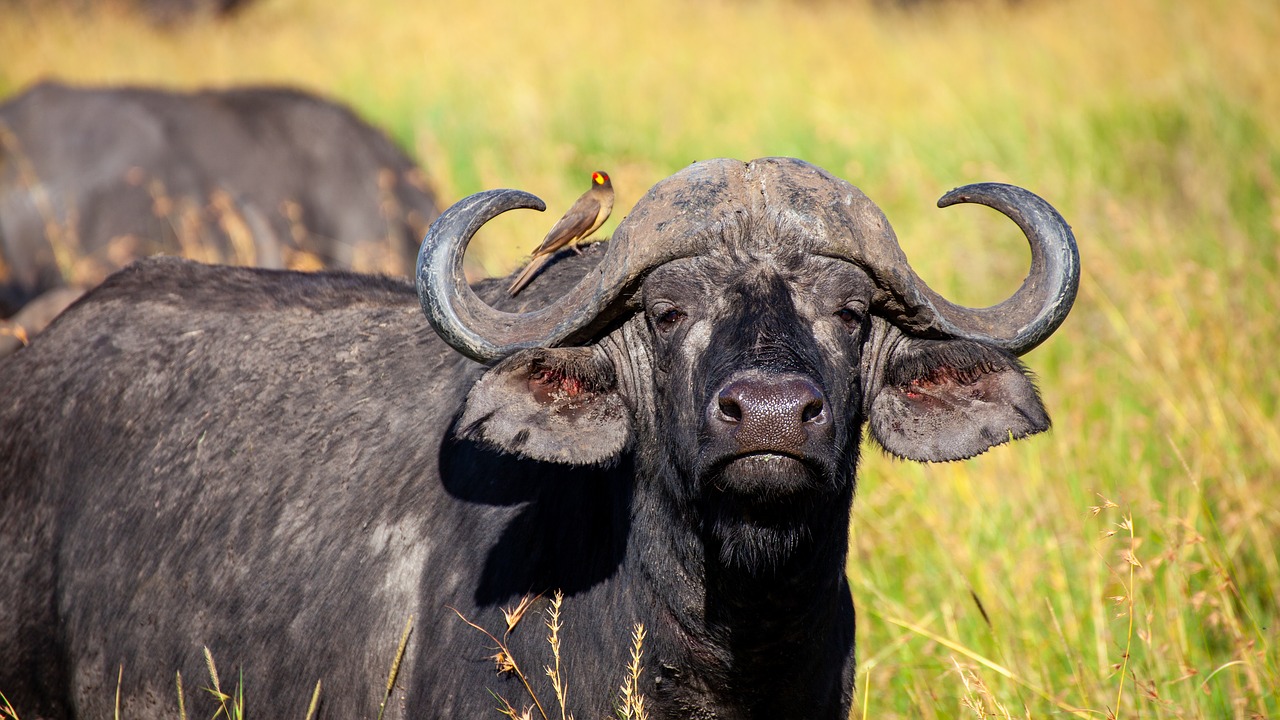 buffalo  bird  black free photo