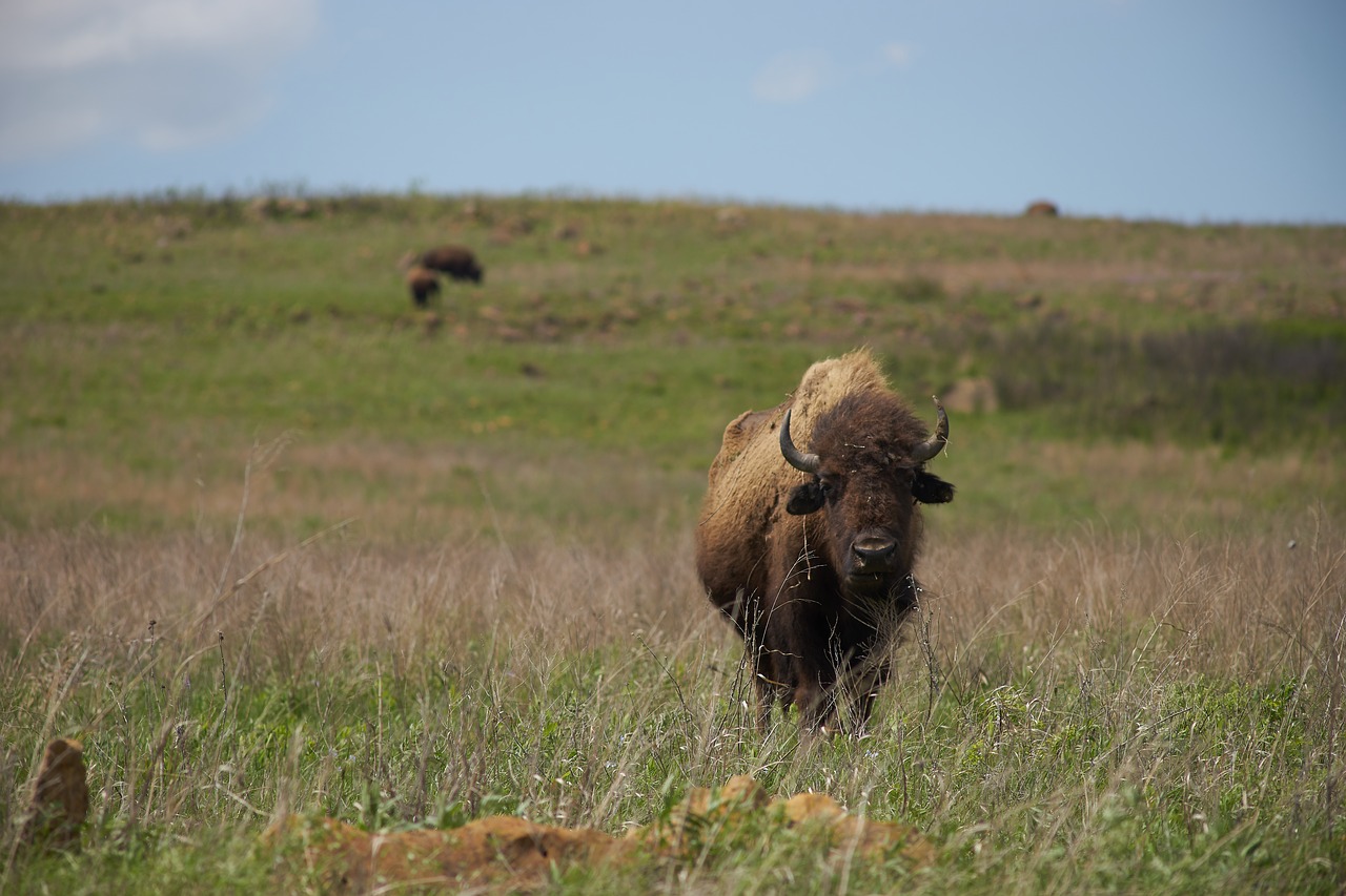 buffalo  usa  bison free photo