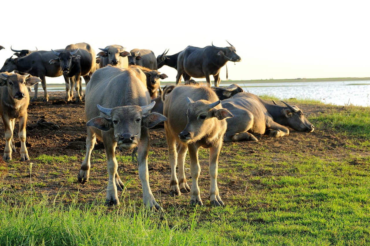 buffalo  sunshine  green free photo