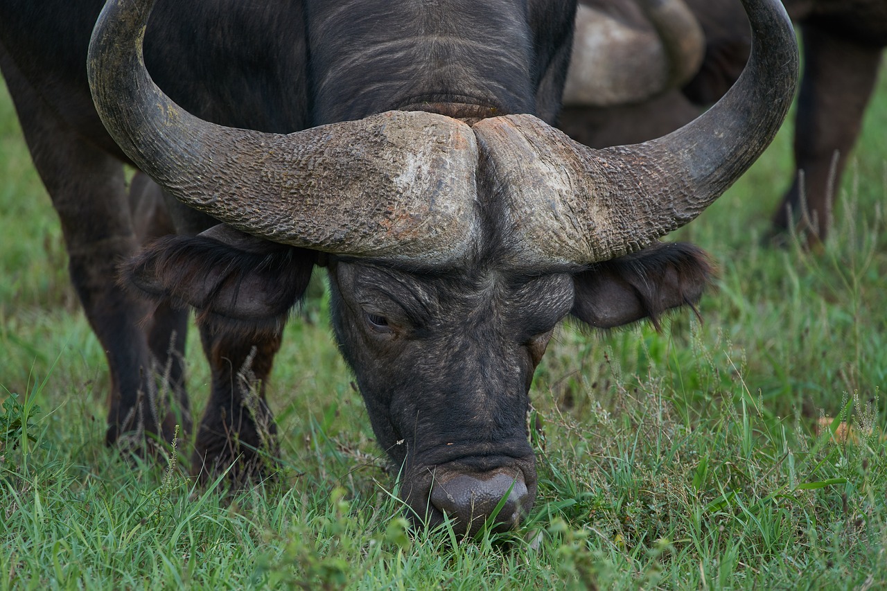 buffalo  portrait  safari free photo