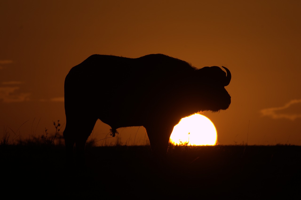 buffalo  serengeti  savannah free photo