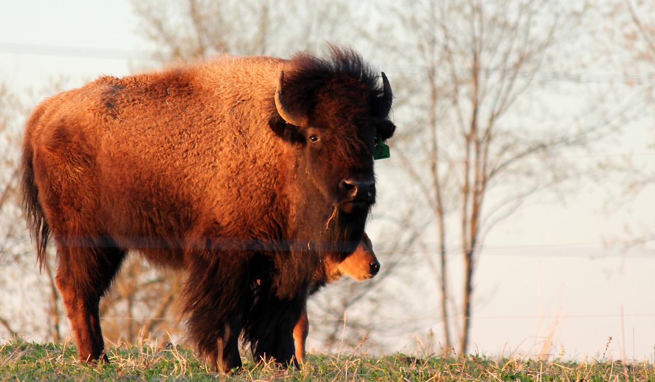 buffalo  bison  animal free photo