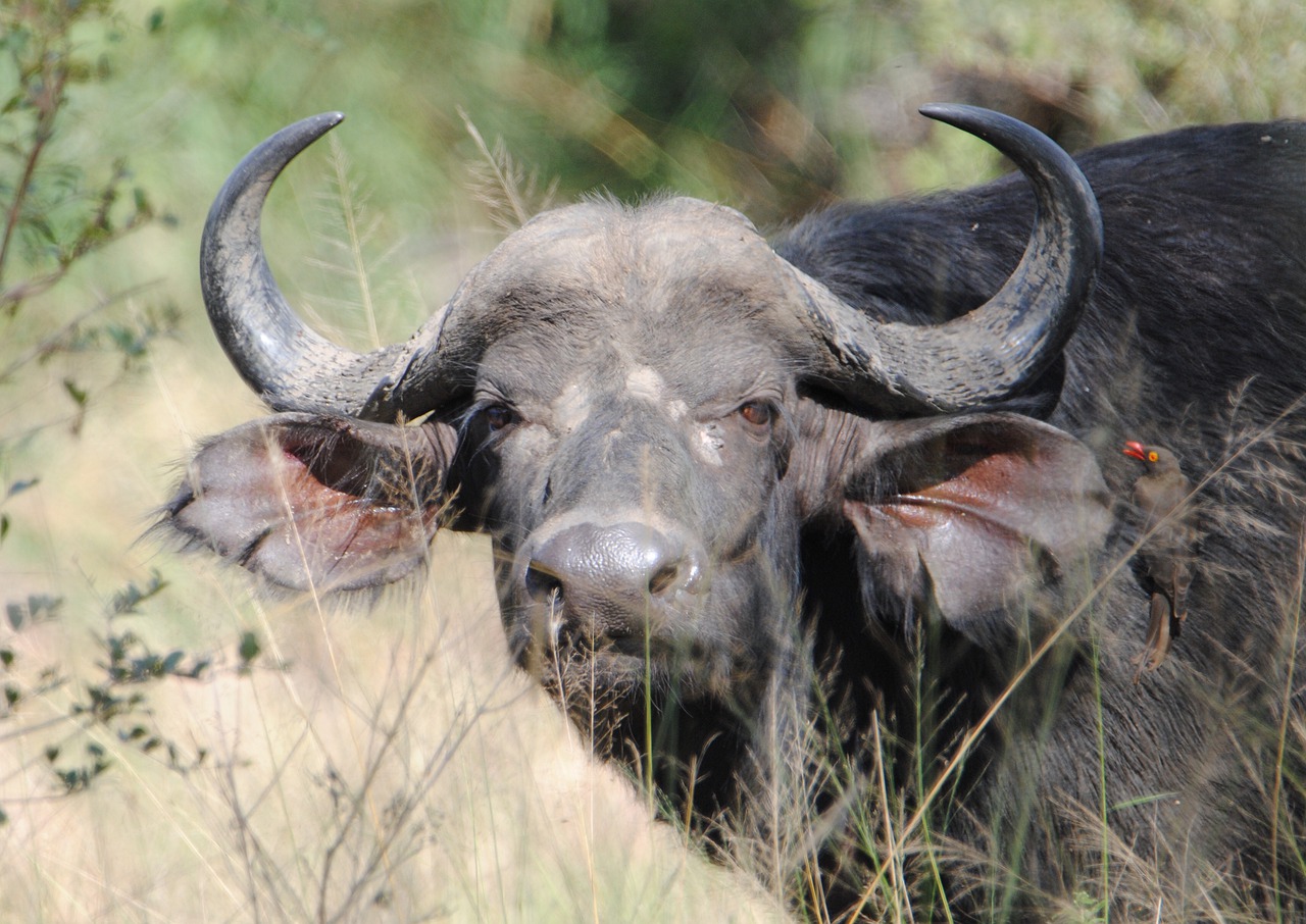 buffalo  big5  safari free photo