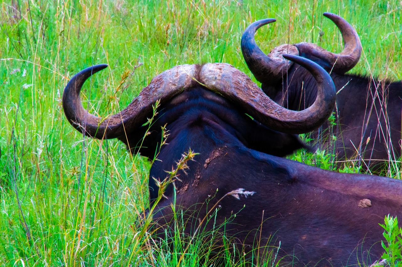 buffalo  wildlife  mammal free photo