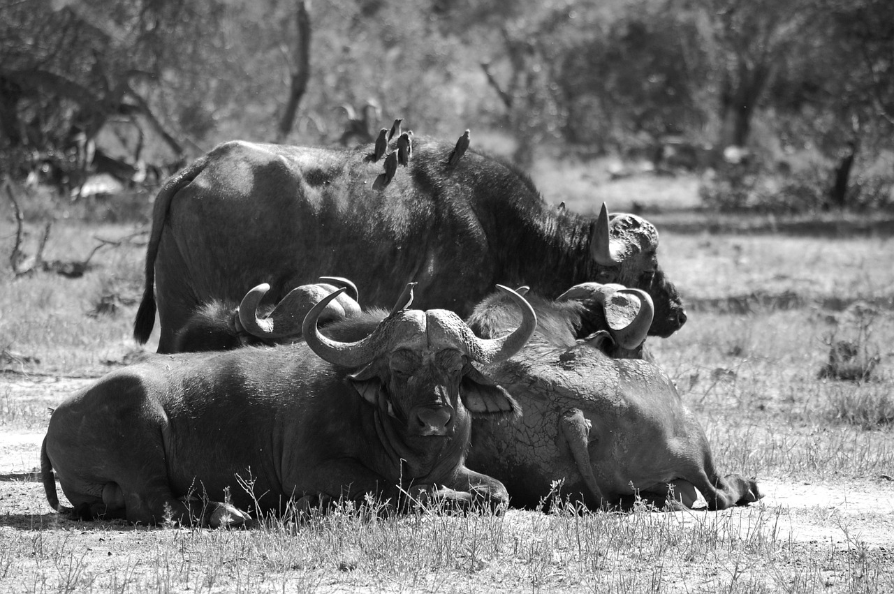 buffalo africa big five free photo