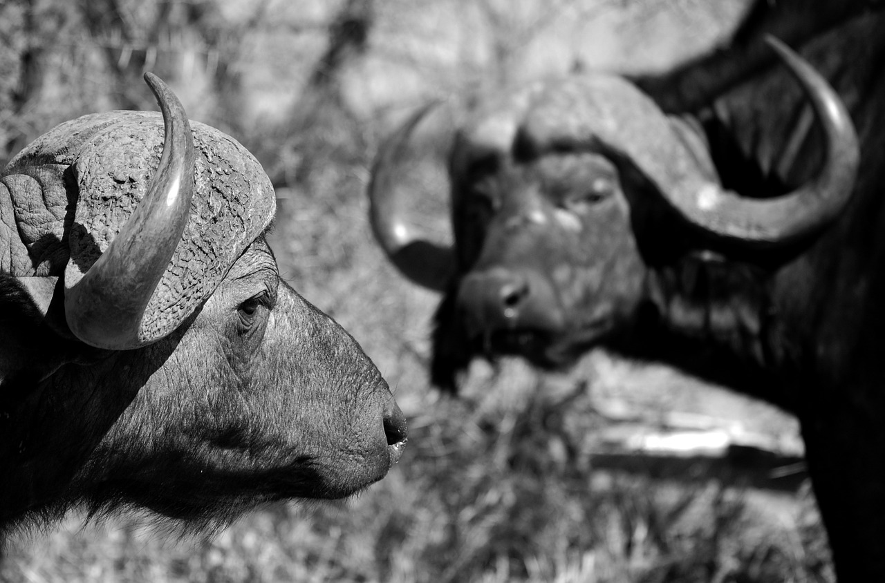 buffalo animal africa free photo