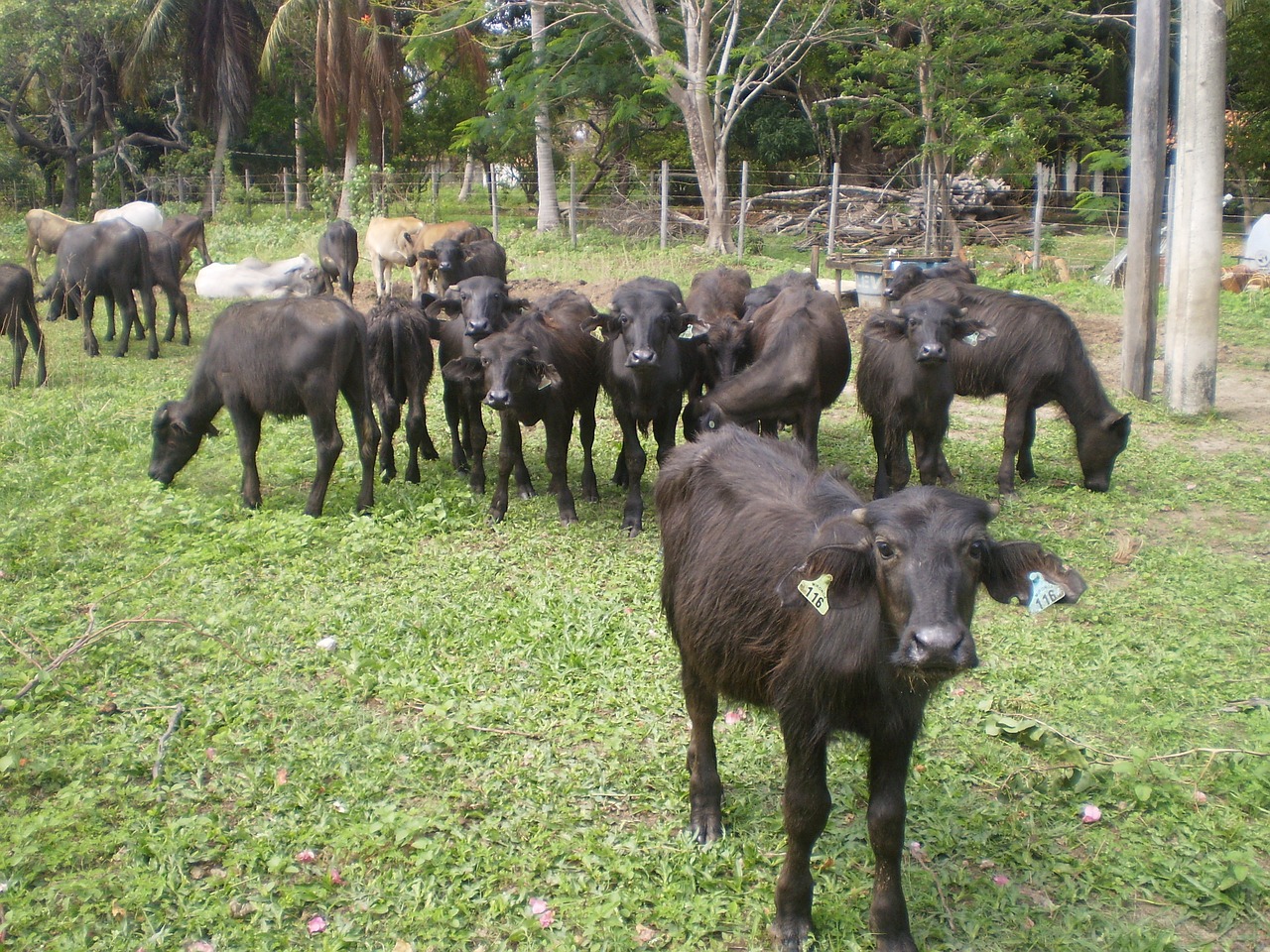 buffalo marajoara pará free photo