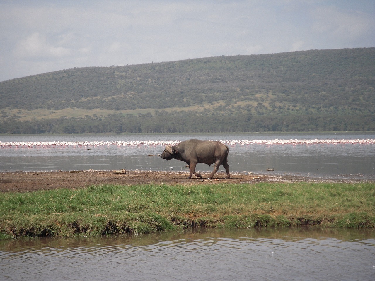 buffalo animal nature free photo