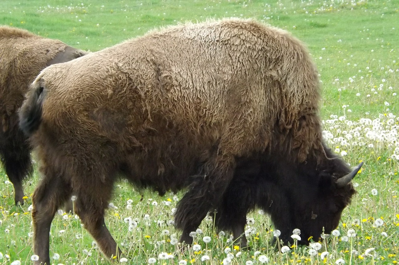 buffalo bison western free photo