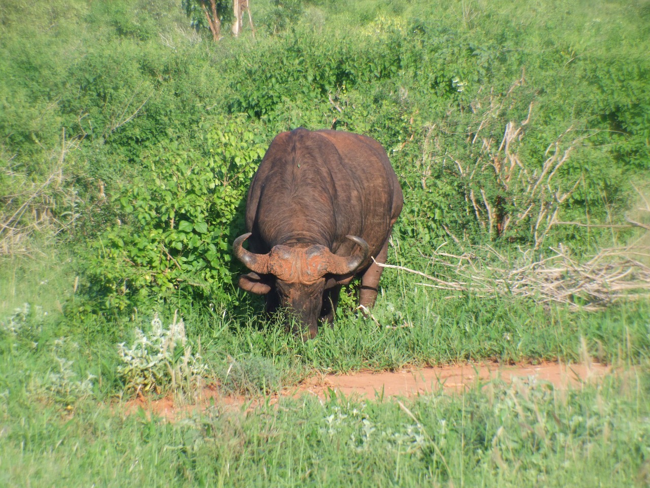 buffalo kenya animal free photo