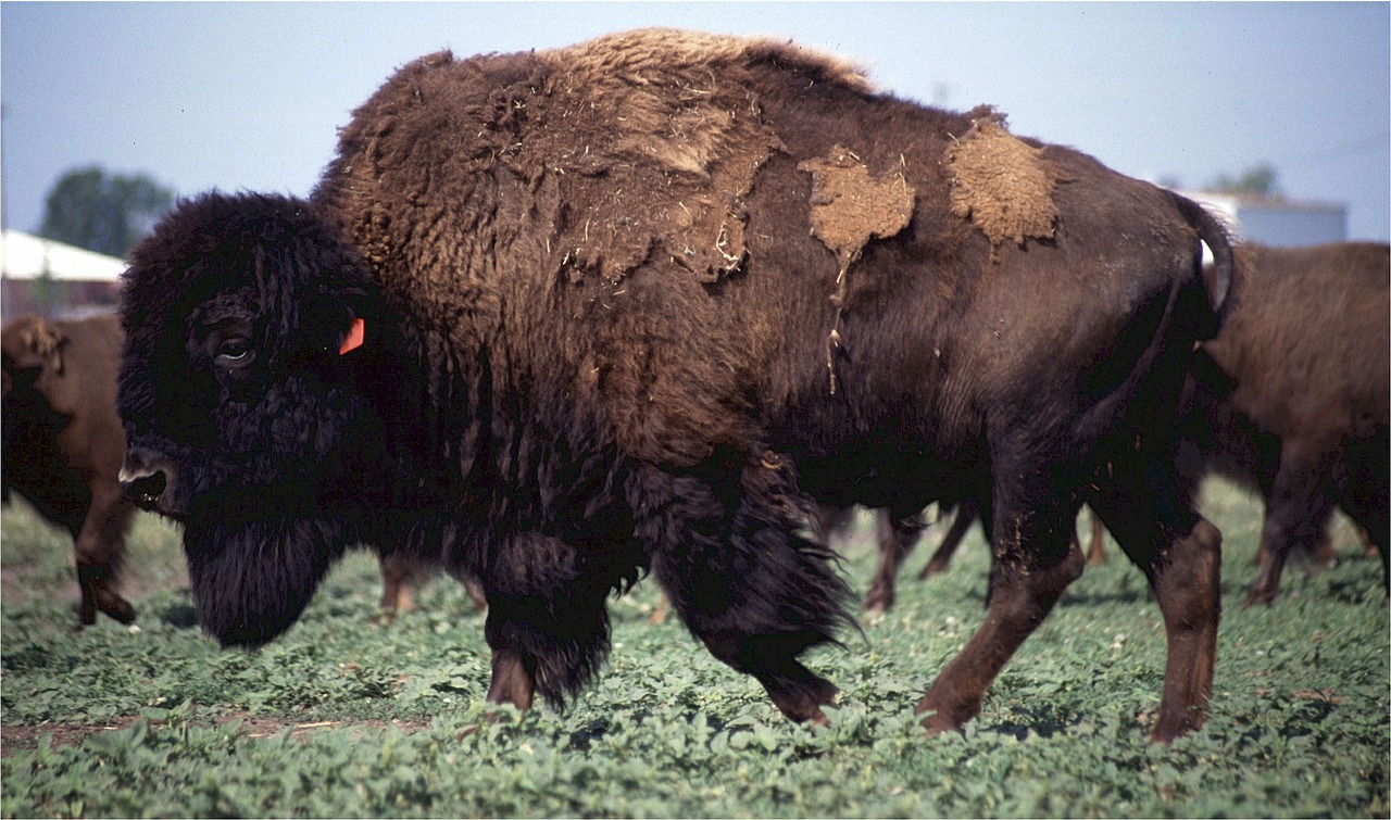 buffalo bison american free photo