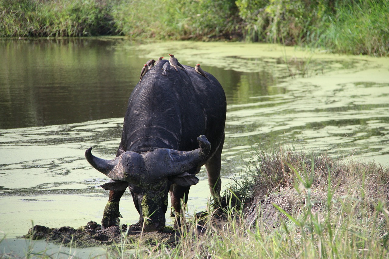 buffalo wild animal water free photo