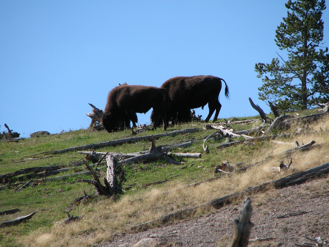 buffalo wild animal free photo