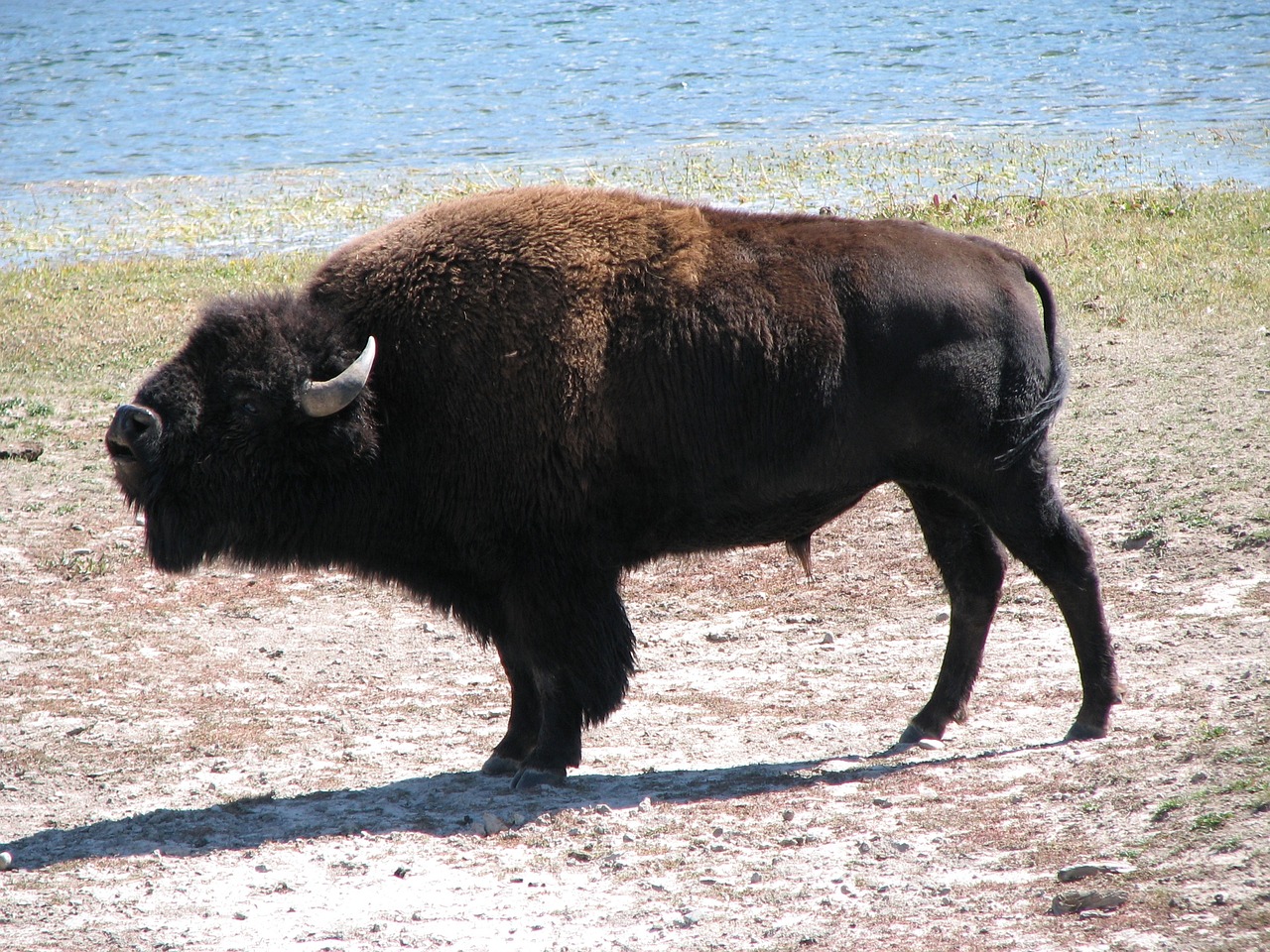 buffalo wild animal free photo