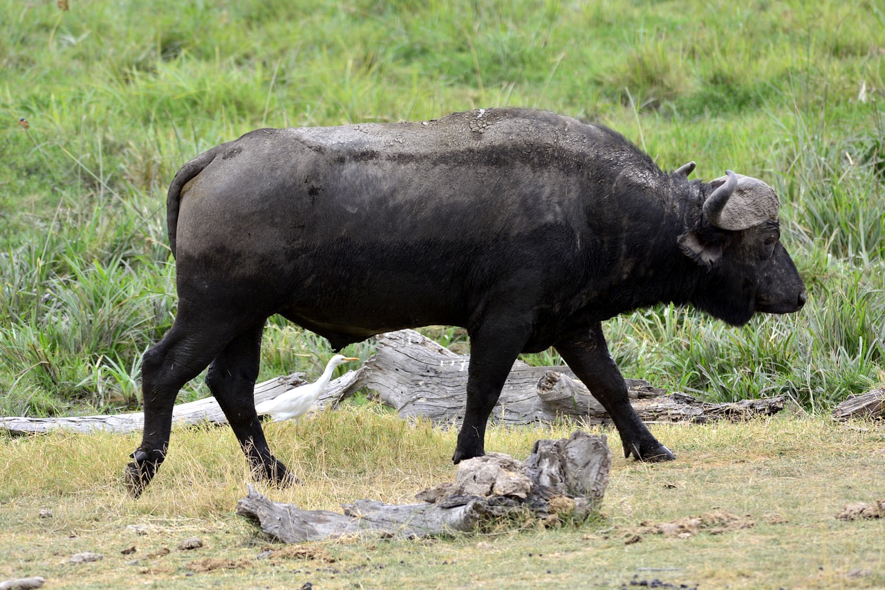 buffalo amboseli africa free photo