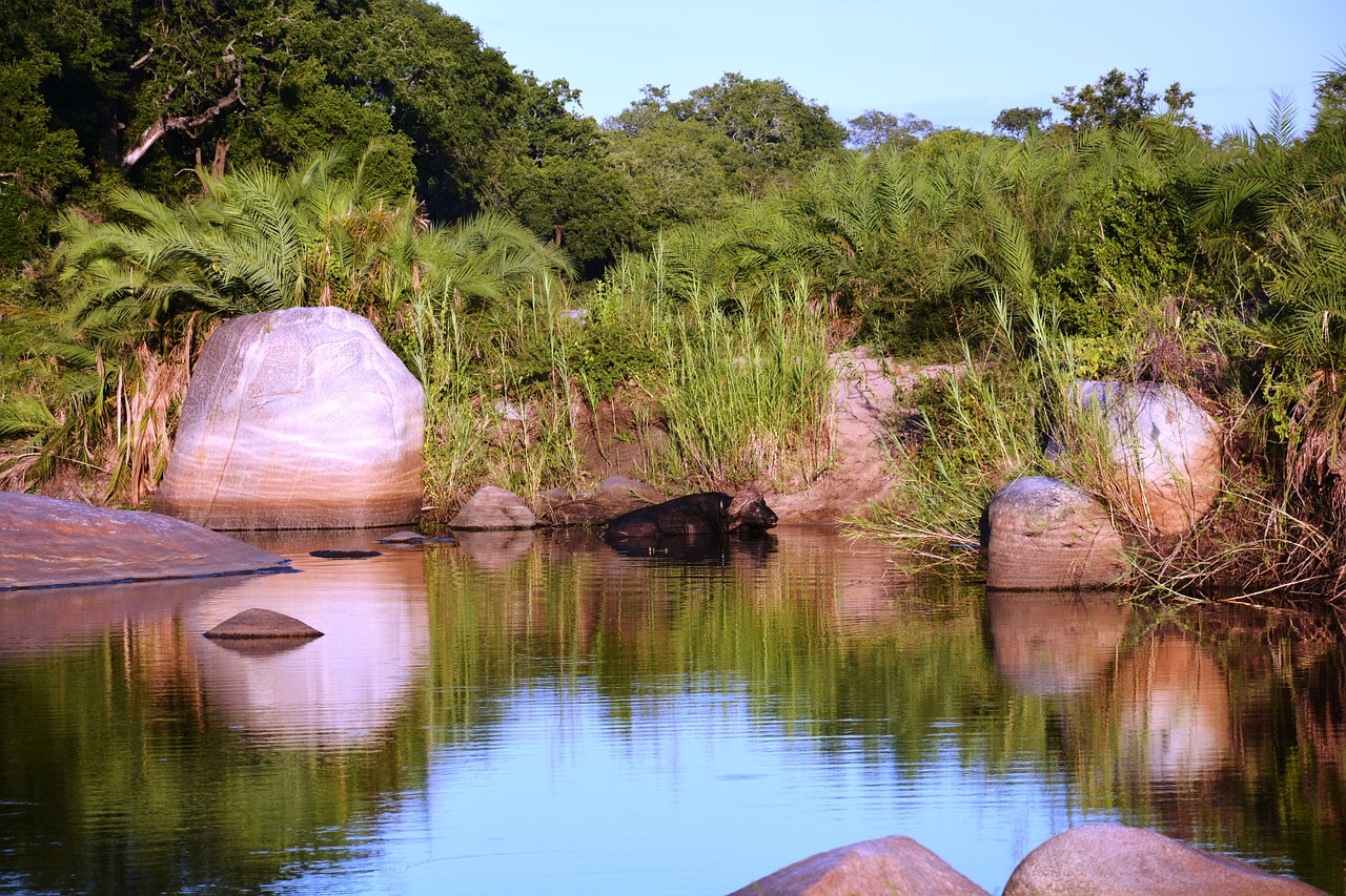 buffalo morning safari free photo