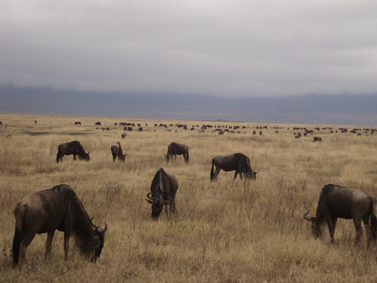 buffalo gnu safari free photo