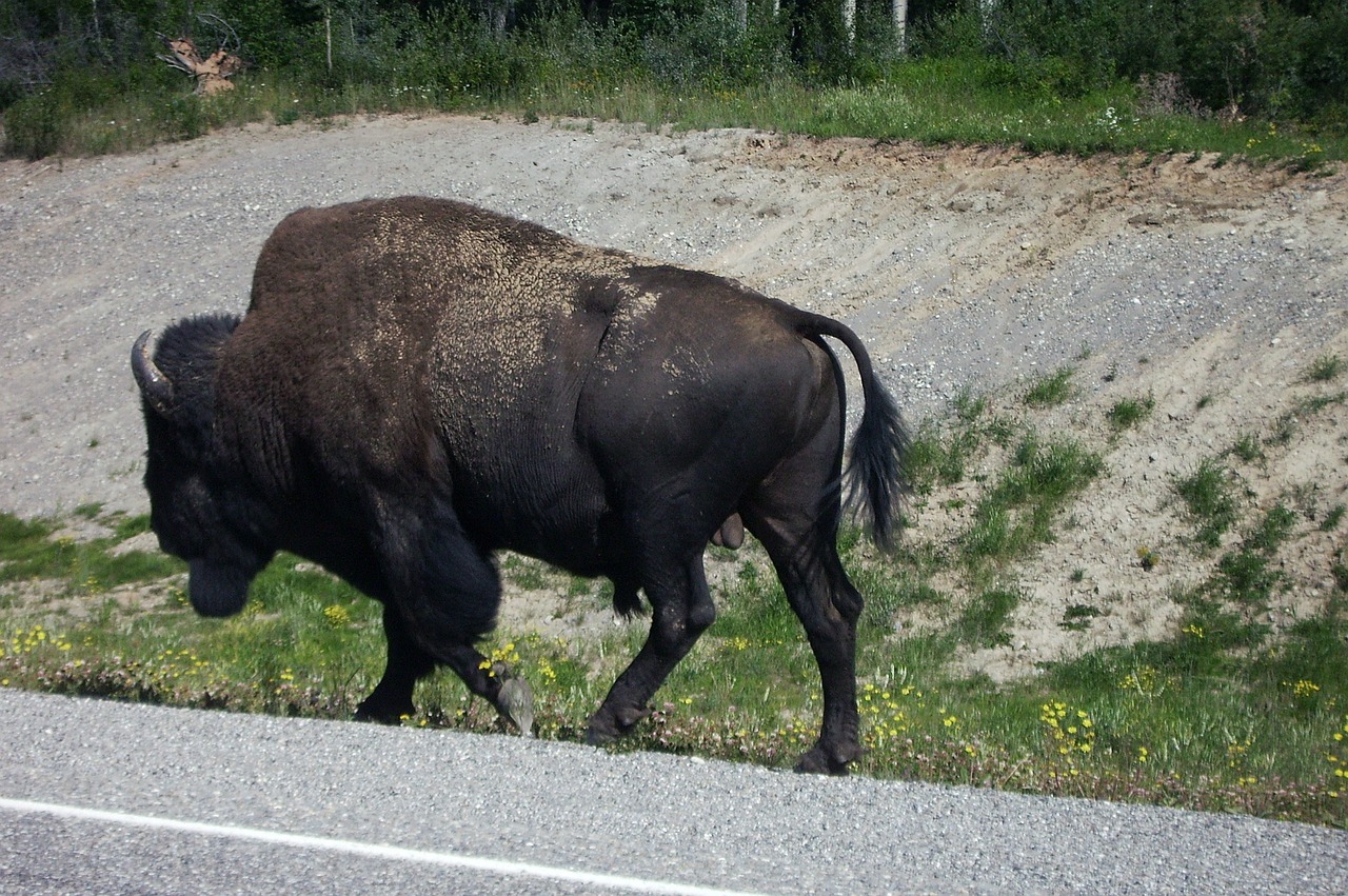 buffalo bison canada free photo