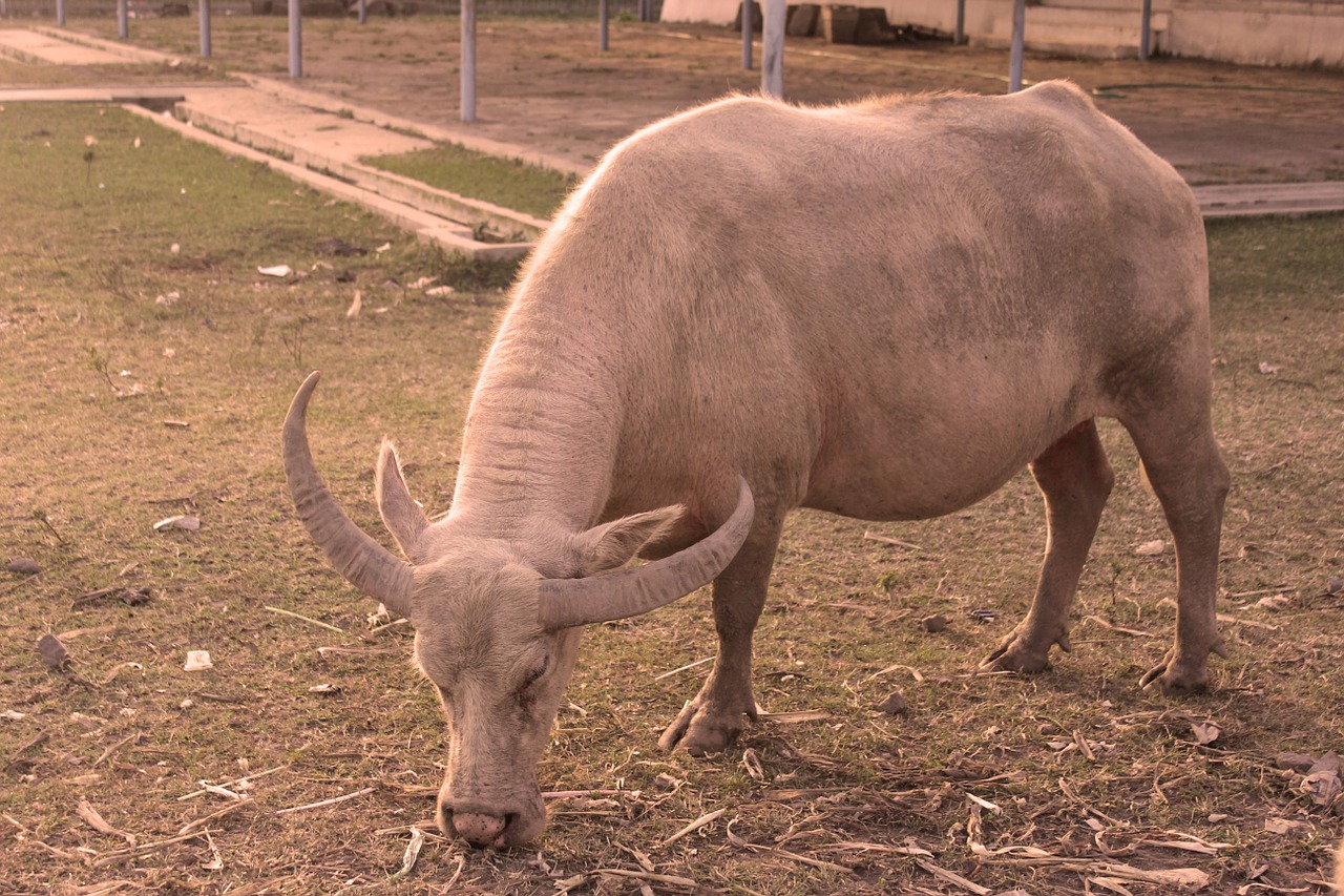 buffalo yogyakarta indonesia free photo