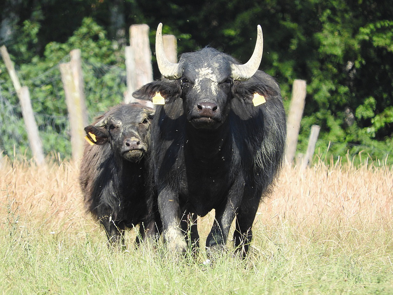 buffalo water buffalo african buffalo free photo