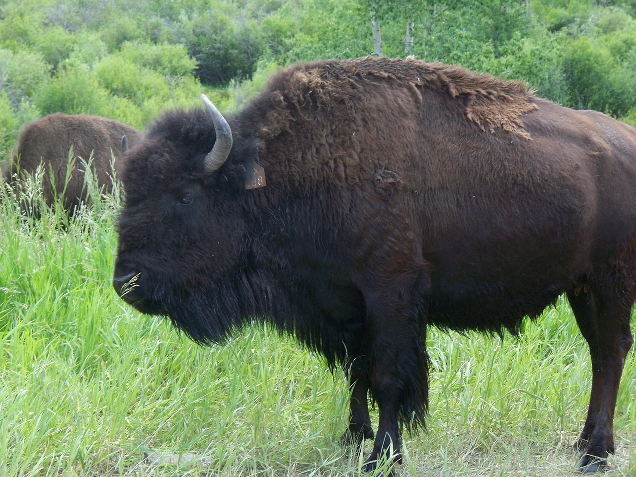 buffalo wildlife animal free photo