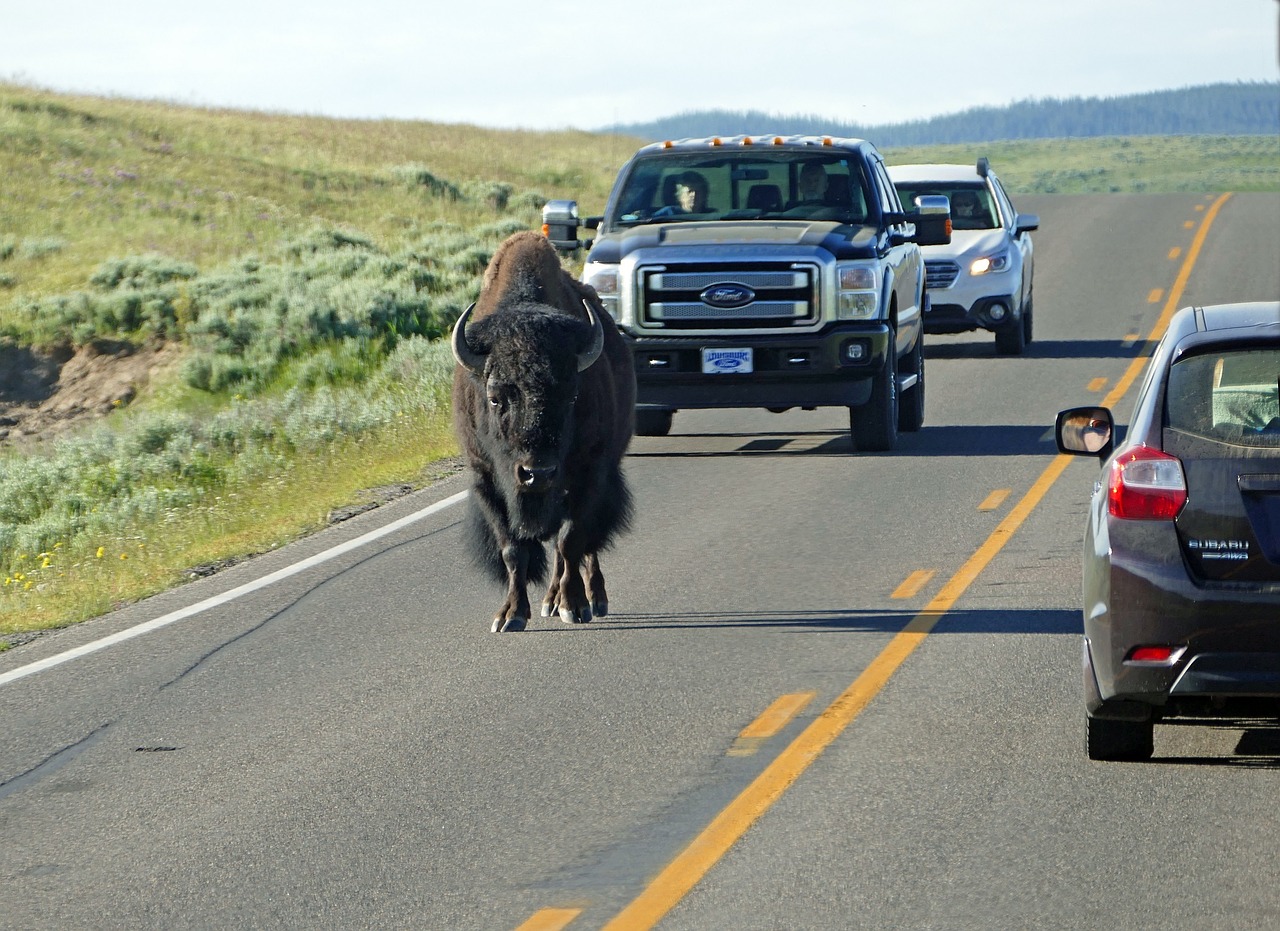 buffalo bison wildlife free photo