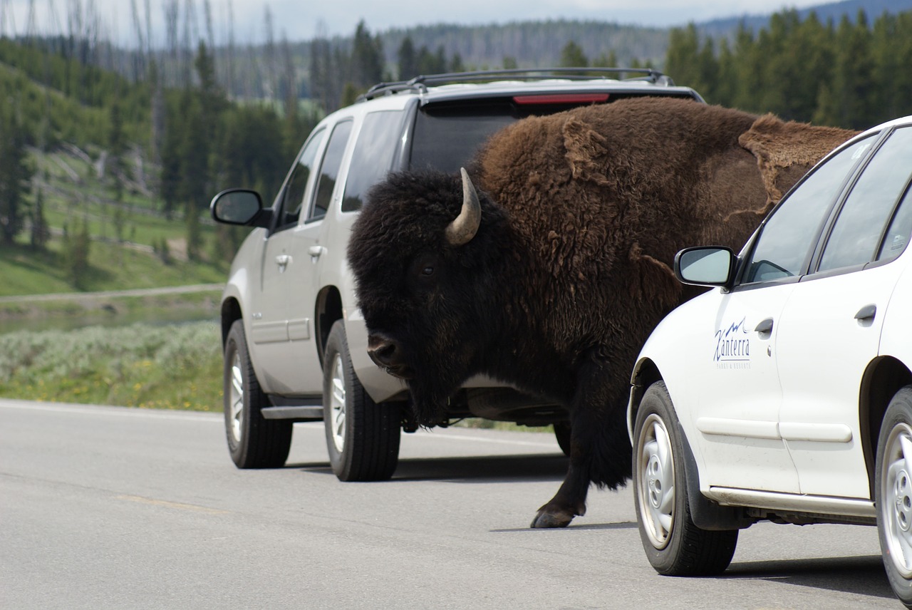 buffalo montana animal free photo