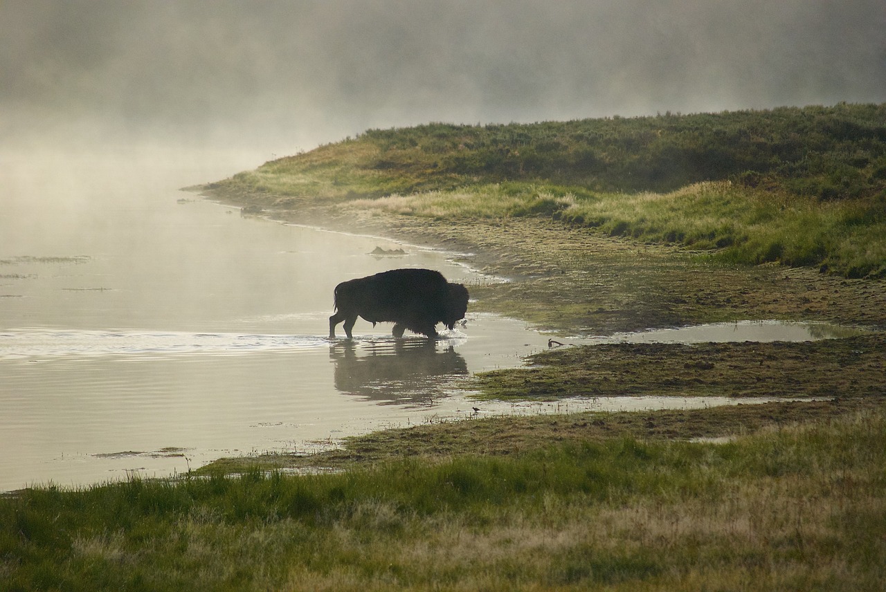 buffalo bison fog free photo