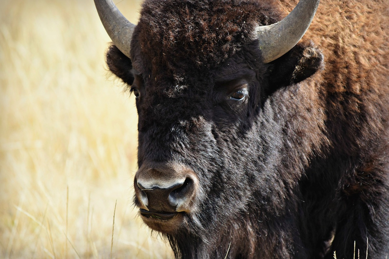 buffalo yellowstone wildlife free photo