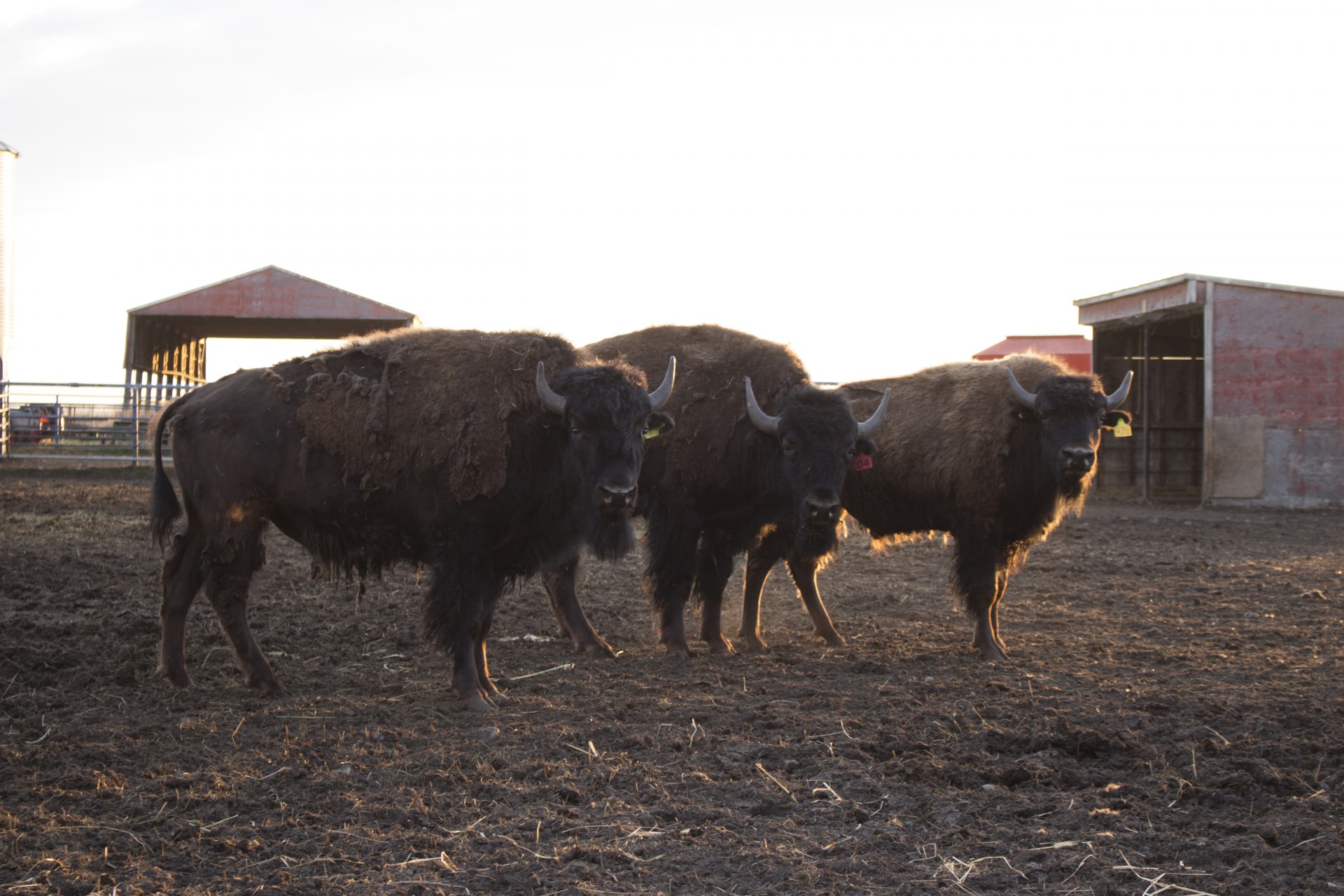 buffalo bison buffalo bison free photo