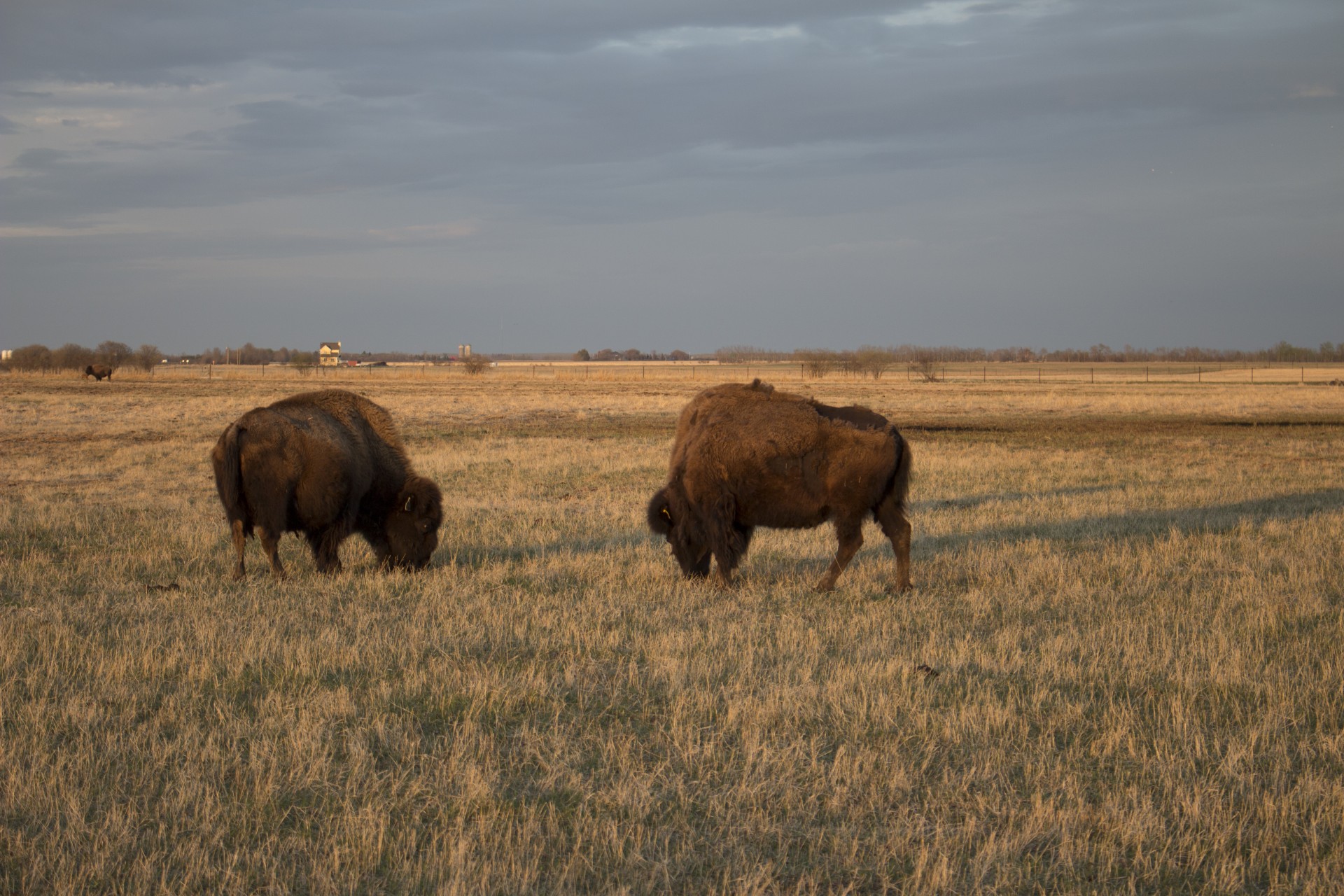 buffalo bison buffalo bison free photo