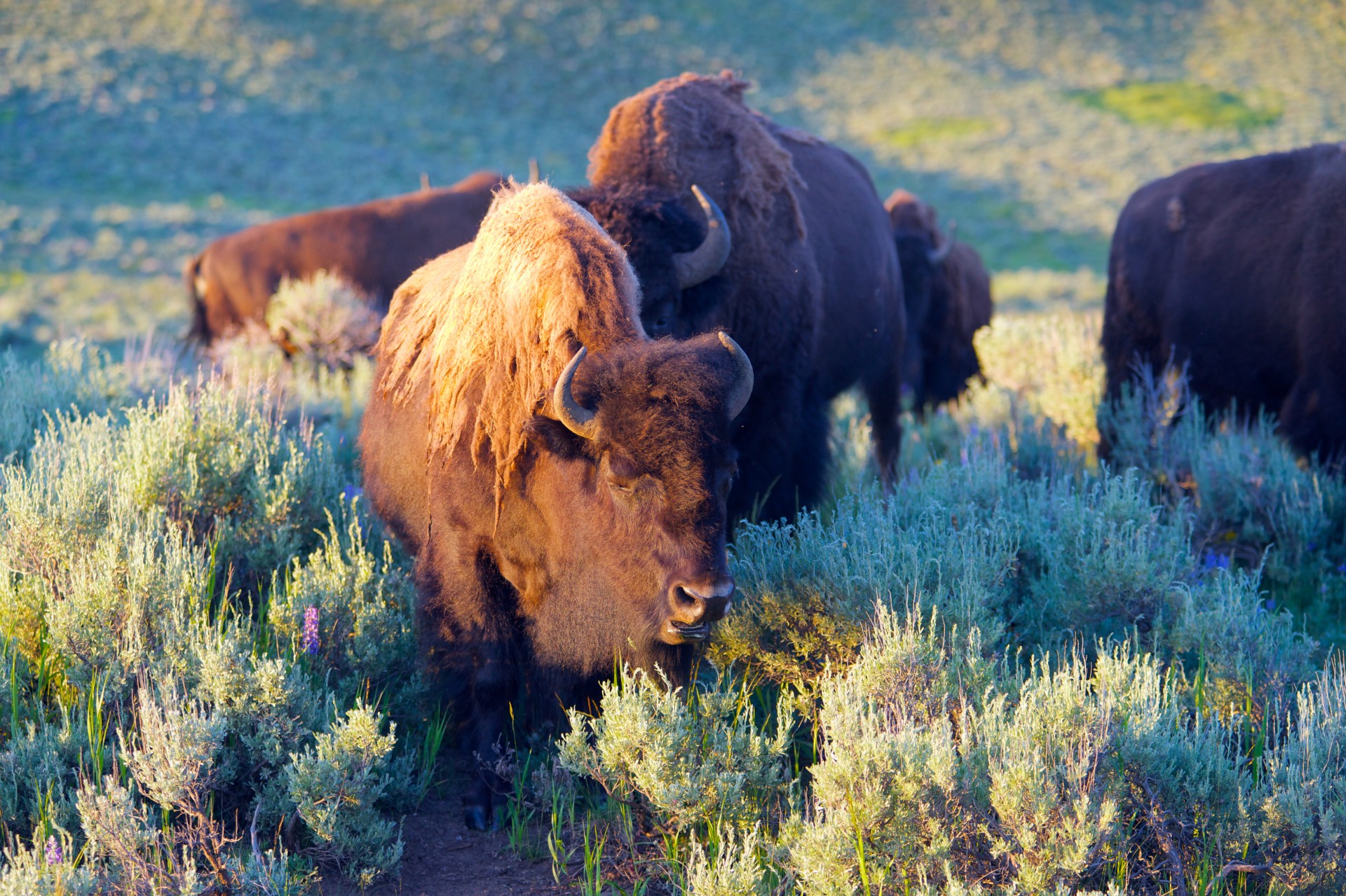 american buffalo bison brazing free photo