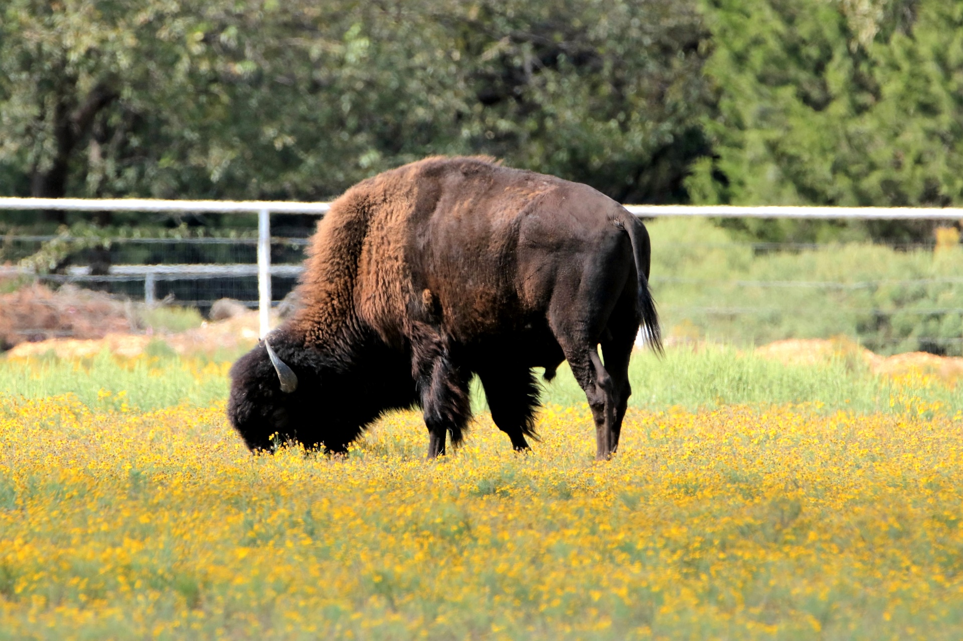 nature animals buffalo free photo