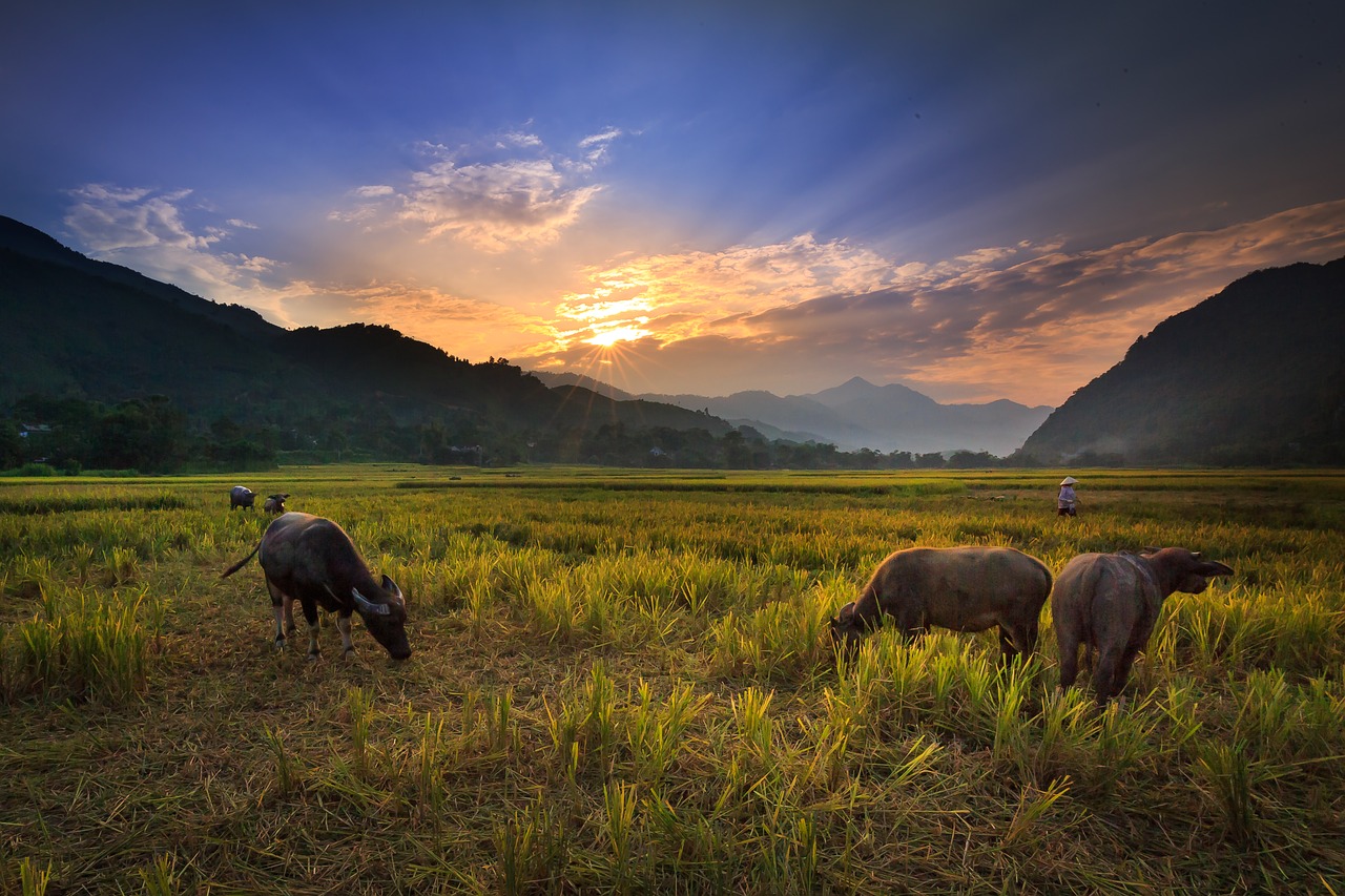 buffalo on the rice field  nice  green free photo