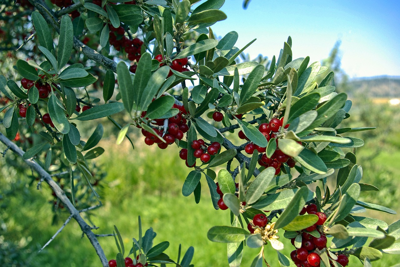 buffaloberries in wyoming  buffaloberries  red free photo